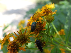 Acmaeodera