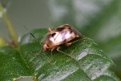 Sabactiopus sauteri