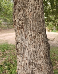 Quercus margaretiae