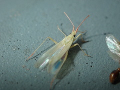 Trigonotylus caelestialium