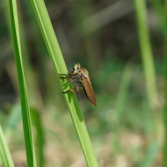 Cophinopoda chinensis