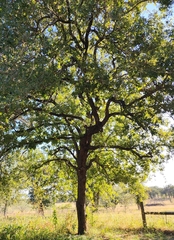 Quercus margaretiae
