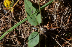 Hieracium