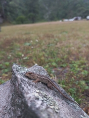 Sceloporus albiventris