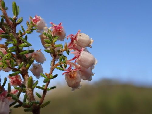 Image of Erica formosa by (c) Ren Hoekstra, some rights reserved (CC BY)