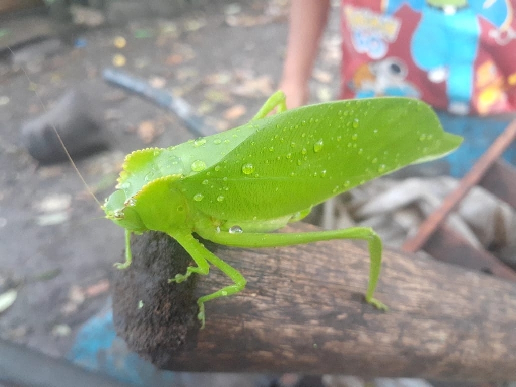 Steirodontini