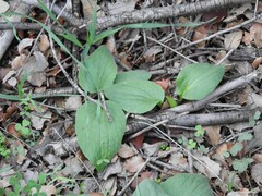 Doronicum plantagineum