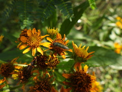 Acmaeodera
