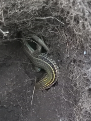 Aspidoscelis costatus