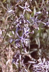 Petromarula pinnata