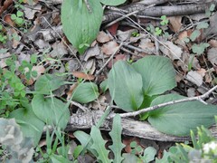 Doronicum plantagineum