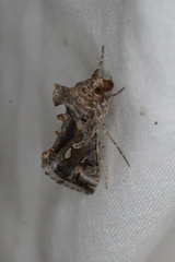 Chrysodeixis argentifera