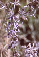 Petromarula pinnata