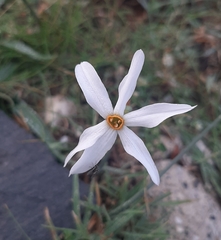 Narcissus deficiens