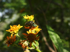 Acmaeodera