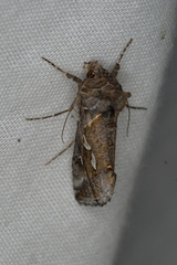 Chrysodeixis argentifera