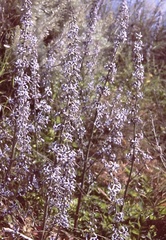 Petromarula pinnata