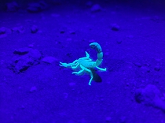 Parabuthus laevifrons