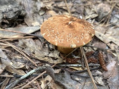 Aureoboletus innixus