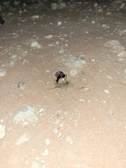 Parabuthus laevifrons