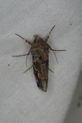 Chrysodeixis argentifera