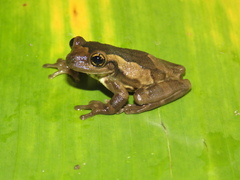 Trachycephalus typhonius