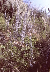 Petromarula pinnata