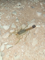 Parabuthus laevifrons