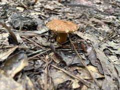 Aureoboletus innixus