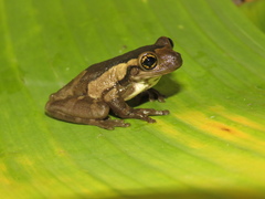 Trachycephalus typhonius