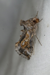 Chrysodeixis argentifera