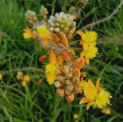 Bulbine frutescens