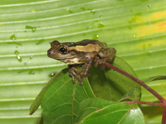 Trachycephalus typhonius