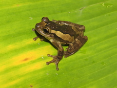 Trachycephalus typhonius