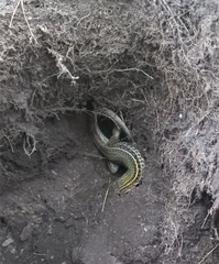 Aspidoscelis costatus