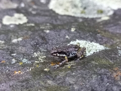 Eleutherodactylus nitidus