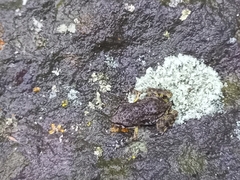 Eleutherodactylus nitidus