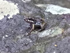 Eleutherodactylus nitidus