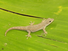 Lygodactylus klugei