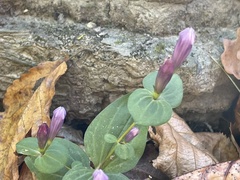 Gentianella quinquefolia