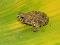 Rhinella granulosa