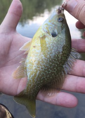 Lepomis macrochirus × cyanellus
