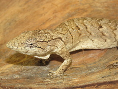 Rhinella granulosa