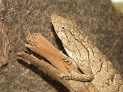 Polychrus acutirostris