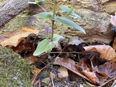 Gentianella quinquefolia