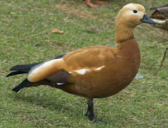 Tadorna ferruginea