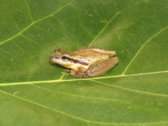 Scinax pachycrus