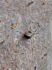 Parasteatoda lunata