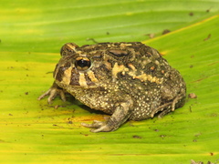 Odontophrynus carvalhoi