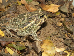 Odontophrynus carvalhoi
